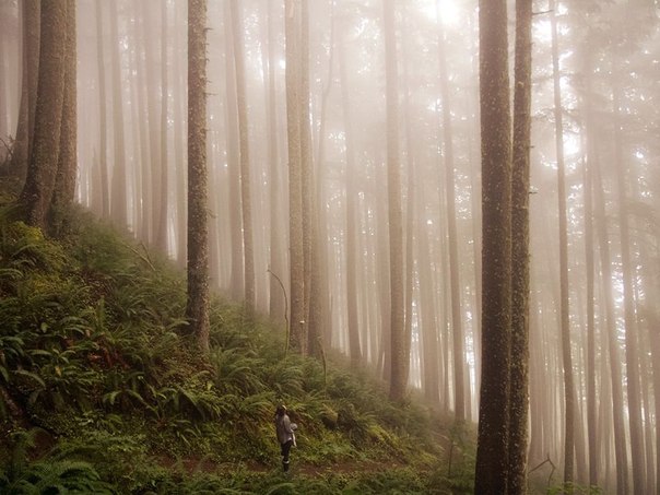 Таинственный лес в штате Орегон. Живописнейшие места гористого штата Орегон открыты для туристов круглый год. Одним из популярных маршрутов являются тропы на горе Неакани. 