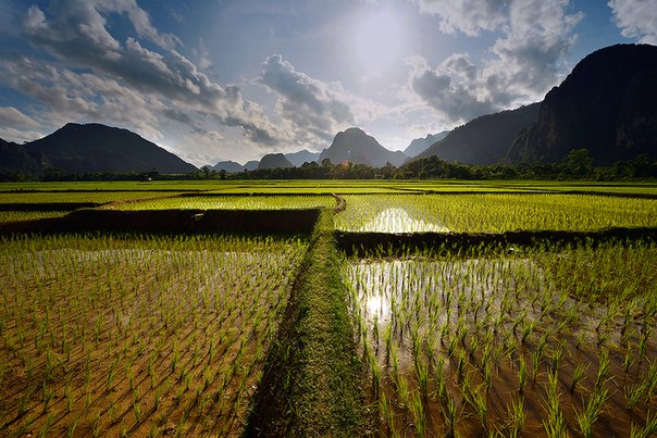 Рисовое поле, Вьетнам.