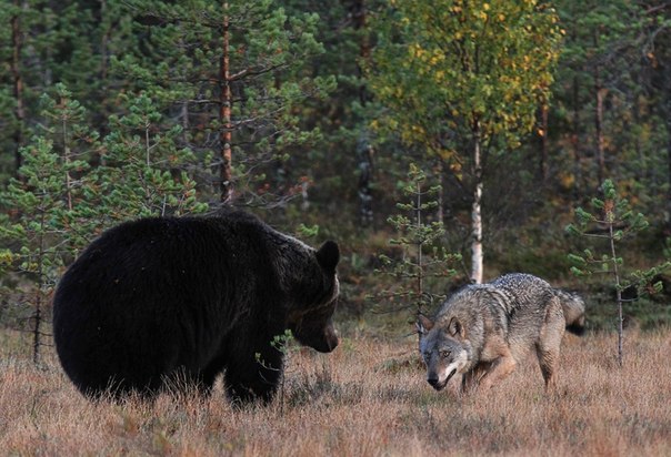 Медведь и волк...