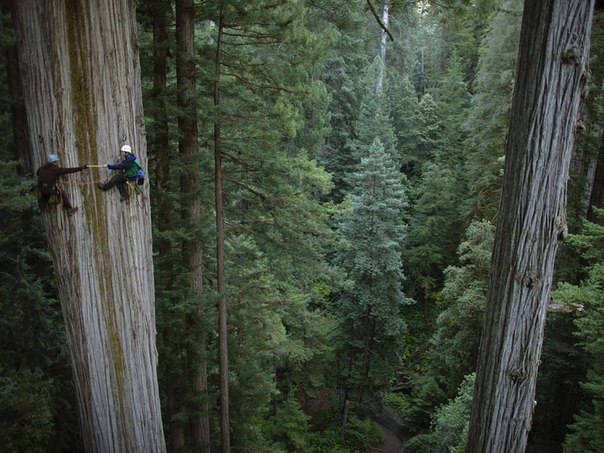 Гигантские секвойи в Калифорнии. Отдельные экземпляры секвойи достигают высоты более 110 м — это одни из самых высоких деревьев на Земле. Максимальный возраст деревьев — более 3 500 лет. 