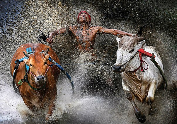 Гонки на быках на Суматре в Индонезии. Наездники должны были промчаться 100 метров по грязи, держась за хвосты быков.