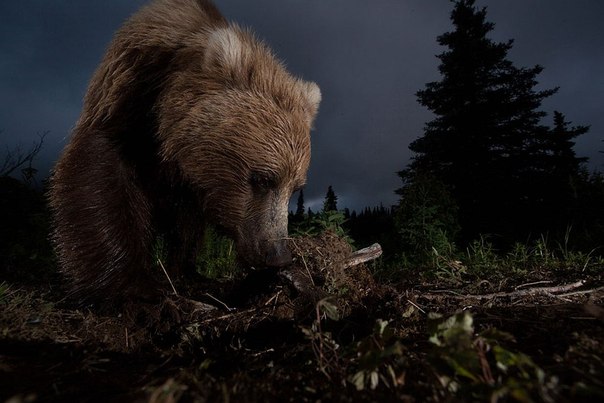 Портрет бурого медведя на Аляске. 
