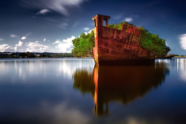 Заброшенное судно SS Ayrfield – плавающий мангровый лес