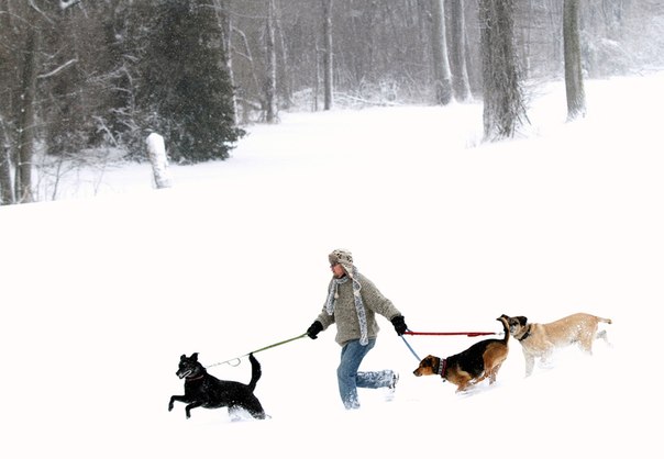 Мужчина выгуливает своих собак в Лоуренсе, штат Канзас