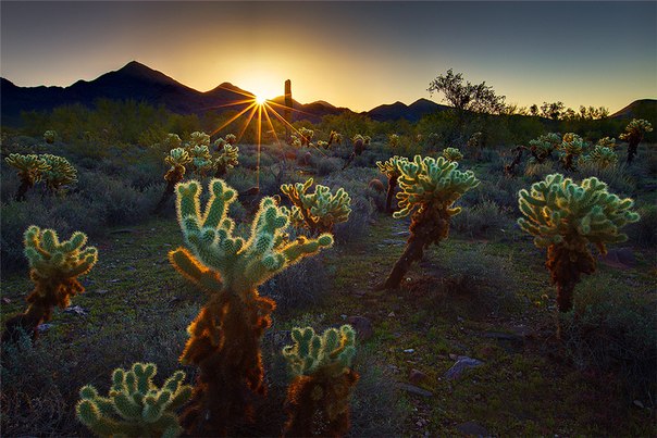 Кактусы на рассвете в Скоттсдейле, штат Аризона, США
