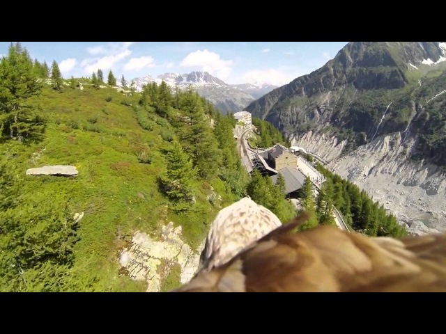 К спине орла прикрепили камеру GoPro и отпустили полетать над горами