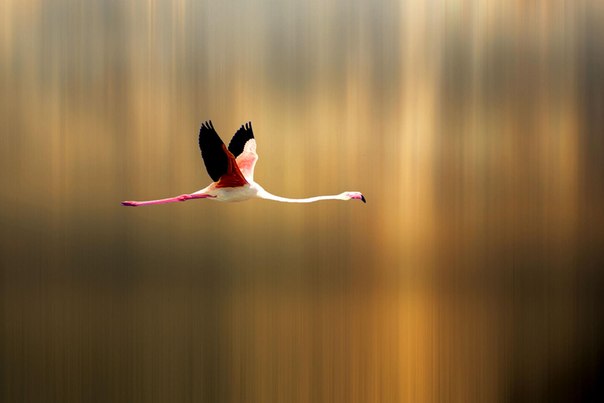 Летящий фламинго. Италия