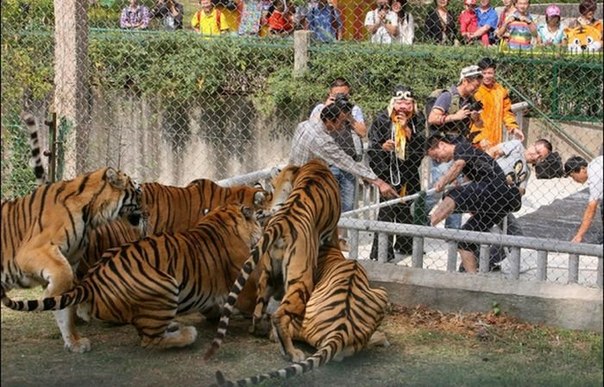 Померяйся силами с тиграми