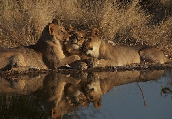 Львиная семья пережидает жару, отдыхая у воды в национальном парке Этоша, Намибия. 