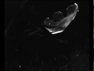 Из клеток крысы можно создать медузу
