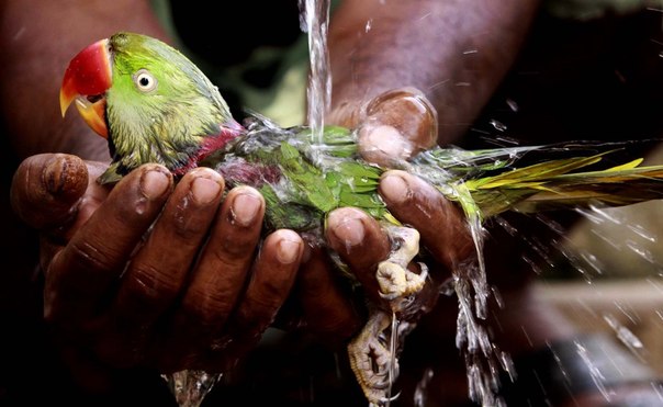 От страшной жары в Бхубанешваре, Индия, даже попугаи падают с деревьев. Индусы их поднимают, охлаждают в воде и отпускают. 