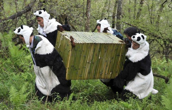 Переодетые в костюмы панд исследователи несут клетку с настоящими пандами из Центра охраны дикой природы в ее естественную среду обитания в провинции Сычуань, Китай.