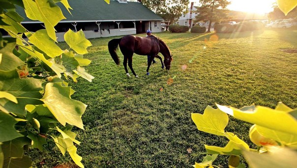 Лошадь готовится к Кентуккскому дерби, пощипывая травку в Черчилл-Даунс, Луисвилл, штат Кентукки. 