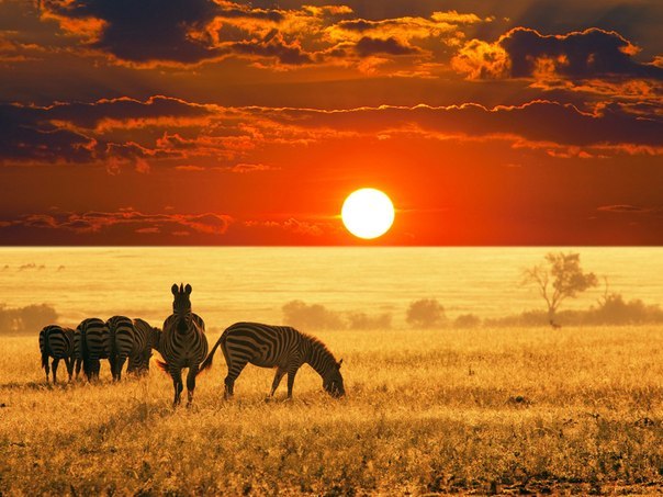Закат в саванне, Намибия.