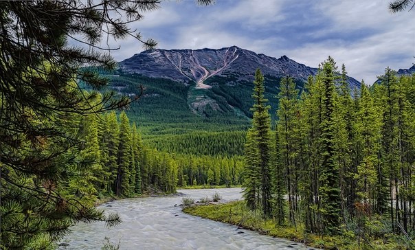 Река Sunwapta является одним из основных притоков реки Атабаска в Национальный парк Джаспер в Альберте, Канада.