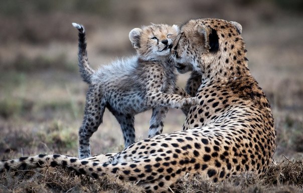 "Материнская любовь". Национальный парк Серенгети, Танзания.