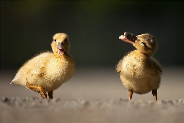 Милые птенцы на фотографиях Роберта Адамека.
