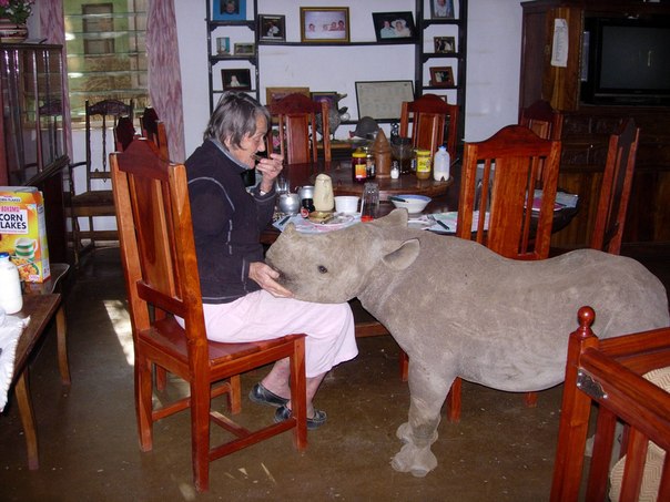 Пенсионерка ухаживает за носорогом