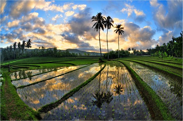 Рисовое поле, остров Бали, Индонезия.