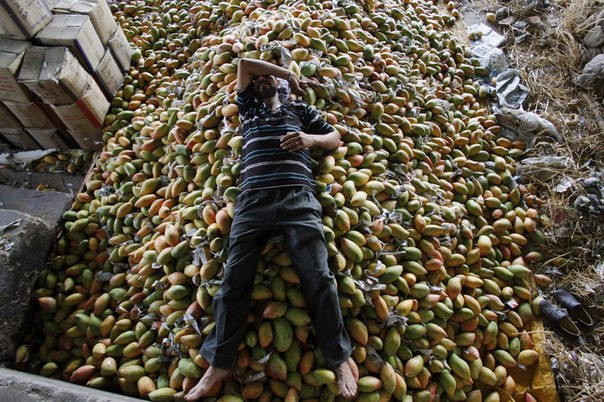 Рабочий отдыхает на куче плодов манго на оптовом рынке на окраине Джамму, Индия, 17 мая 2013 года. Индия выращивает около 13 миллионов тонн манго в год.