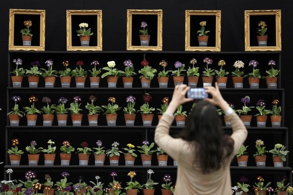 В Лондоне началась крупнейшая и старейшая цветочная выставка Chelsea Flower Show, в которой принимают участие лучшие садоводы не только Великобритании, но и всей Европы. 