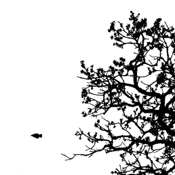 Фриланс-фотограф Марк Хирш (Mark Hirsch), 20 лет проходивший мимо одного и того же дерева, наконец-то решил сфотографировать этот могучий старый дуб. В результате появилась целая серия снимков этого одного единственного дерева, которое Хирш снимал в течение года каждый день.