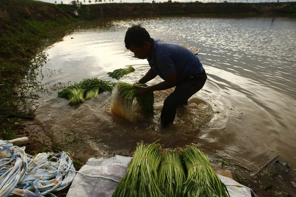 Фермер моет зелень на продажу в пруду в деревне Prey Mou на окраине Пномпеня, Камбоджа, 14 мая 2013 года.