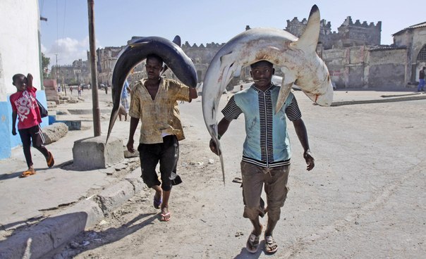 Сомалийские рыбаки несут свой улов на рынок в Могадишо, 17 мая 2013 года.