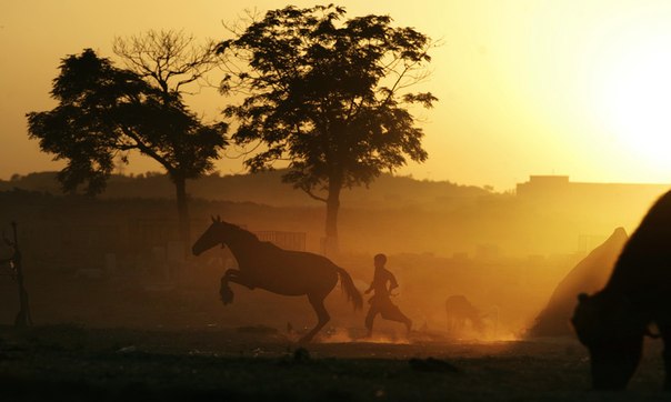 Мальчик бежит за своей лошадью в поле на окраине Исламабада, Пакистан, 17 мая 2013 года.