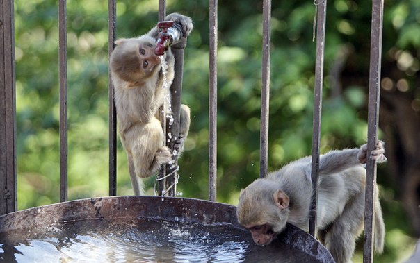 Обезьяны пьют воду возле храма на окраине Джамму, Индия, 16 мая 2013 года.