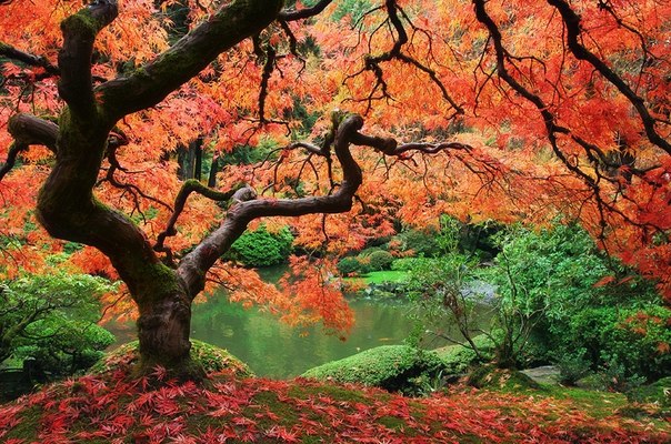 Японский сад в Портленде, США.