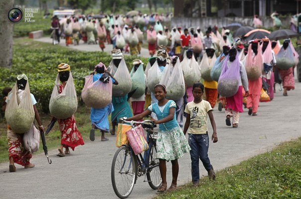 Рабочие возвращаются с плантации с собранными чайными листьями на окраине города Силигури на северо-востоке Индии.