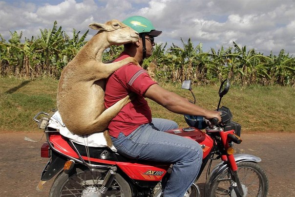 Мужчина везет домой овцу на мотоцикле, Гавана, Куба. 