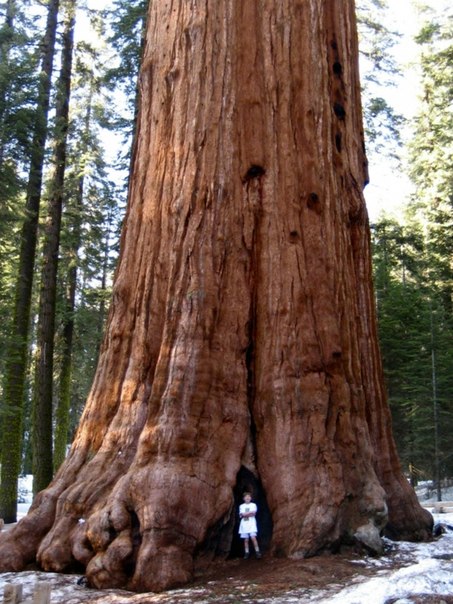 10 высочайших деревьев планеты.