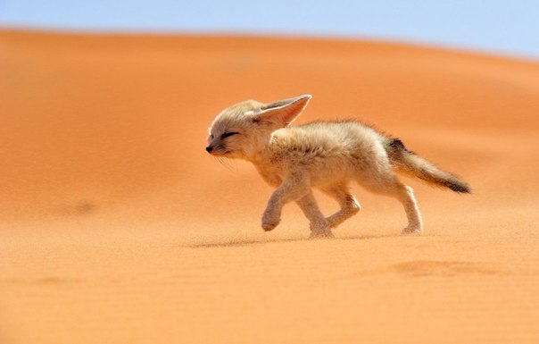 Лисица фенек бежит против ветра по пустыне в Марокко. Фенек обитает в пустыне Сахара и на всей территории Северной Африки.