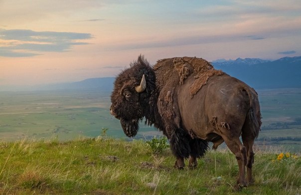 Американский бизон в заповеднике National Bison Range в штате Монтана.