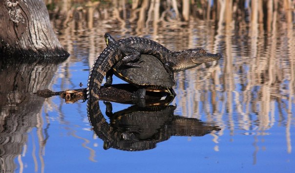 Я и раньше видела аллигаторов и черепах в одном пруду, но такое – впервые! Аллигатор греется на солнце, сидя на спине у черепахи, в национальном резервате дикой природы Харриса Нека, штат Джорджия.