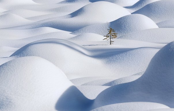 Представьте себя на месте этого одинокого дерева. Национальный парк Джаспер, Альберта, Канада.