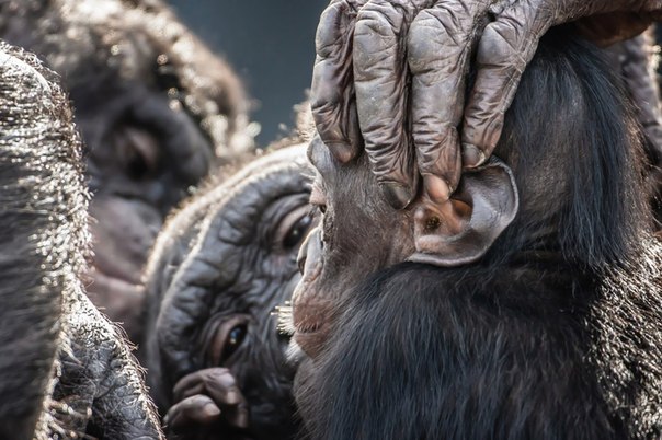Карликовые шимпанзе, возможно, наши ближайшие родственники, в зоопарке Jacksonville Zoo, штат Флорида.