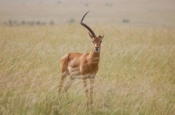 Однорогая газель в заповеднике Масаи-Мара, Кения.