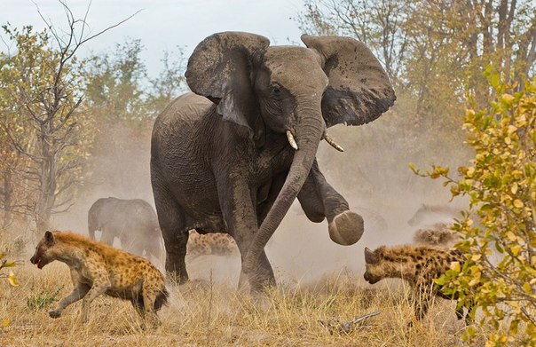 Стая из 12-14 гиен преследовала стадо из 7-8 слонов. Их целью был слоненок. На фото: слониха защищает своего слонёнка от гиен.
