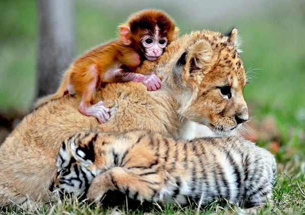 Необычная дружба тигрят, львёнка и обезьянки в Национальном тигрином парке в провинции Шэньян, Китай.