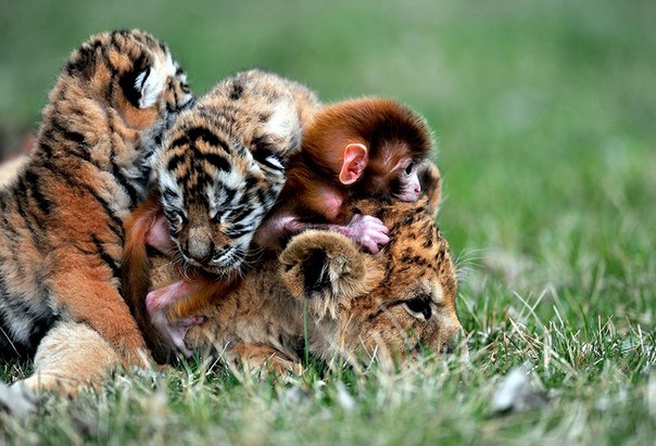 Необычная дружба тигрят, львёнка и обезьянки в Национальном тигрином парке в провинции Шэньян, Китай.