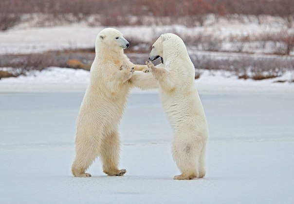 "Белый танец". Белые медведи коротают время в играх на берегу Гудзонова залива, Канада.
