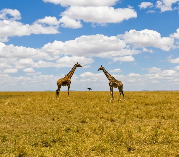 Жирафы в Саванне. Необычная перспектива с изображением двух жирафов и дерева в Масаи Мара, Кения.