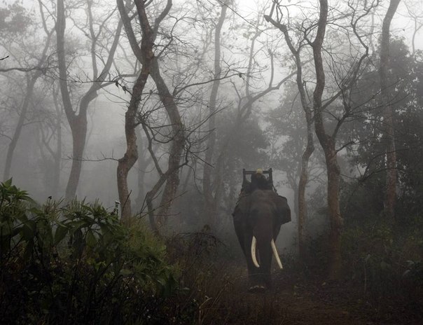 Погонщик со своим слоном холодным туманным утром недалеко от столицы Непала — Катманду. 