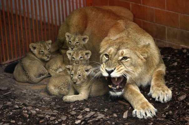 Дата 15 февраля 2013 года вошла в историю венгерского зоопарка в городе Будапешт. Там от пары индийских львов Ширвейн и Бэзила впервые получили потомство, у них родилось четверо львят. 