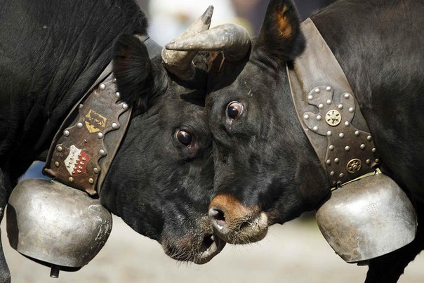 Коровы породы Hérens бодаются в квалификационном раунде ежегодных коровьих боёв «Битва королев» («Battle of the Queens») в городе Aproz, Швейцария.