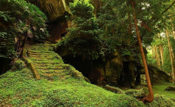 Лестница в лесу Matsushima, Япония.