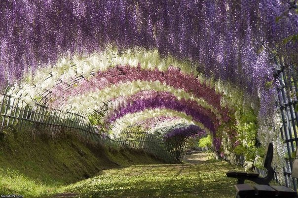 Парк цветов Асикага, Япония.